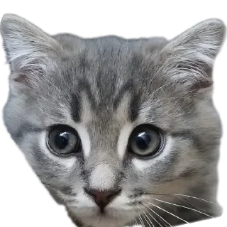 Sticker Котэ @SbornikStickers - 6