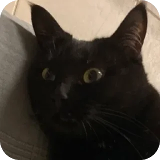 Sticker Котэ @SbornikStickers - 7