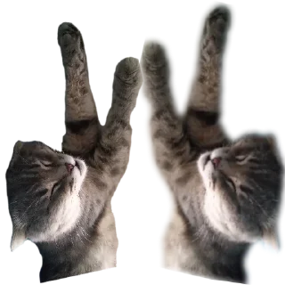 Sticker Котэ @SbornikStickers - 5