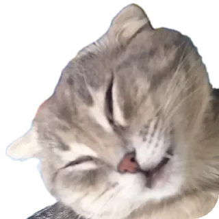 Sticker Котэ @SbornikStickers - 8