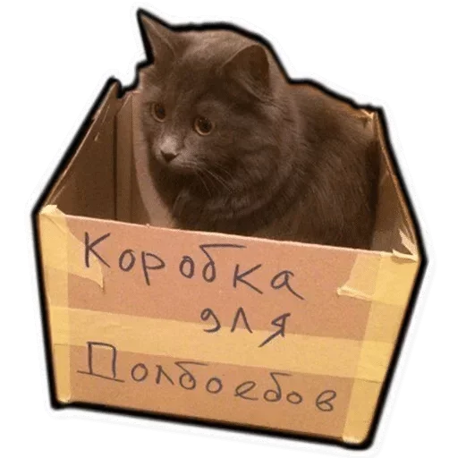 Котэ - 