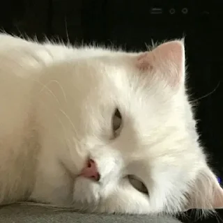 Sticker Котэ - 2