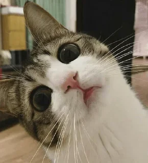 Sticker Котэ - 0