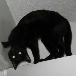 Sticker Котэ - 10