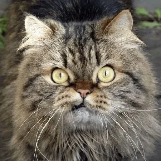 Sticker Котэ - 8