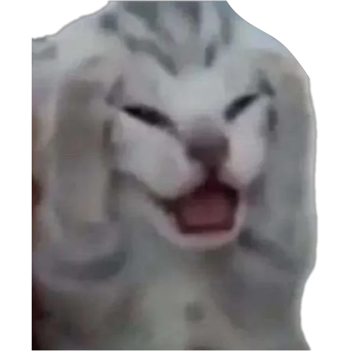 Sticker Koteechki11 - 1