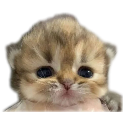 Котеечки🥰 - 