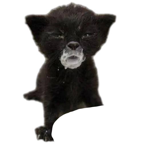 Sticker Koteechki11 - 1