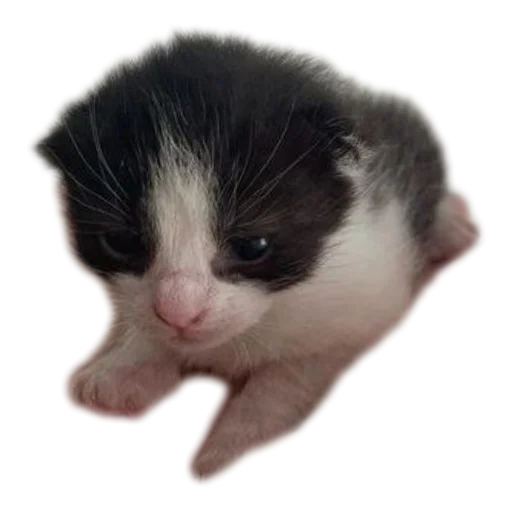 Sticker Koteechki11 - 1