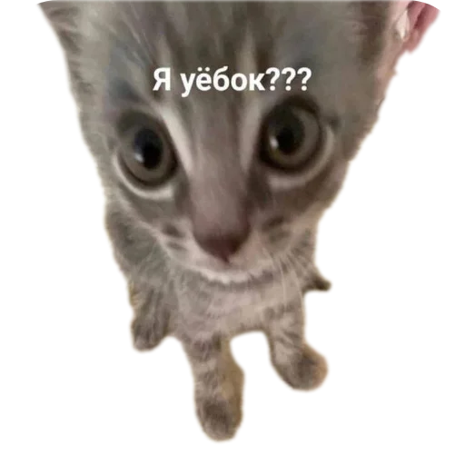 Sticker Koteechki11 - 1