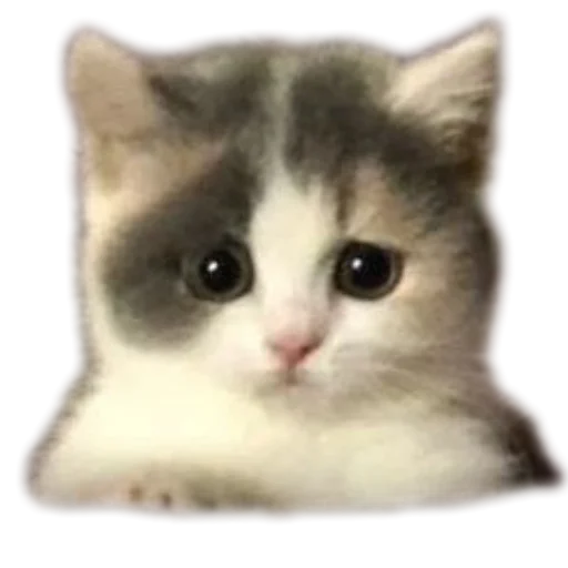 Sticker Koteechki11 - 1