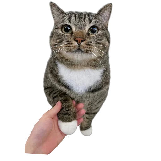 Sticker Koteechki11 - 1