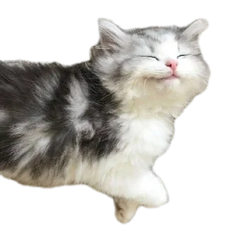 Sticker Котеечки🥰 - 1