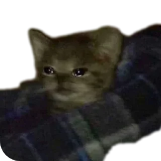 Sticker Котеечки🥰 - 11