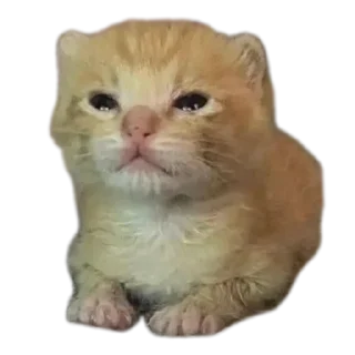 Sticker Котеечки🥰 - 9