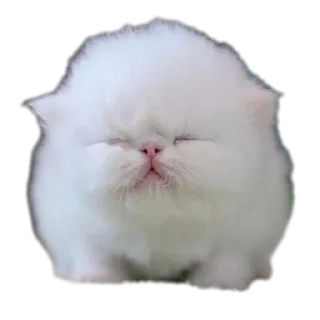 Sticker Котеечки🥰 - 2