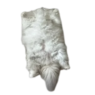 Sticker Котеечки🥰 - 6