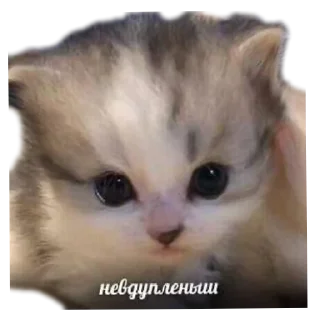 Sticker Котеечки🥰 - 3