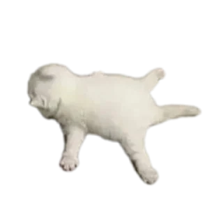 Sticker Котеечки🥰 - 7