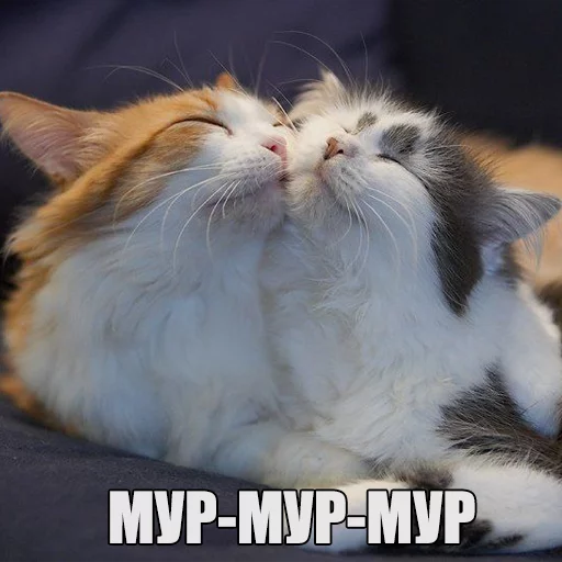 Котеечная любовь - животное