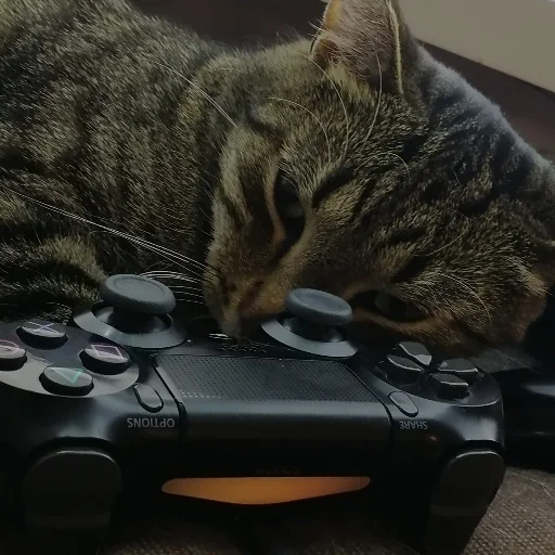 Sticker Koteinya - 1