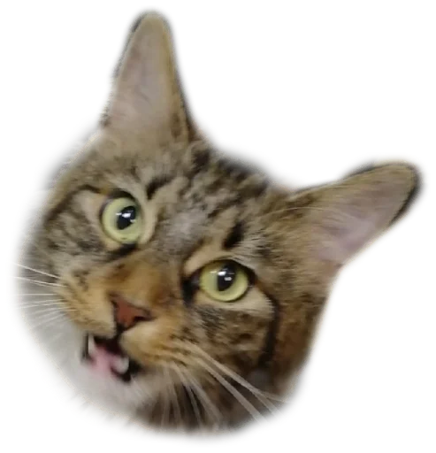 Стикер Koteinya - 1