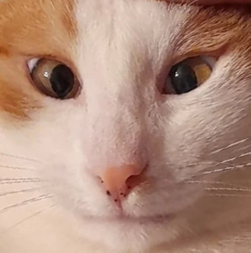 Sticker Koteinya - 1