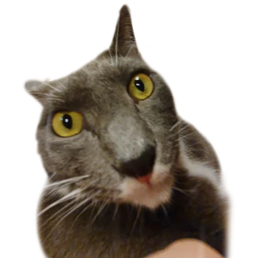 Стикер Koteinya - 1