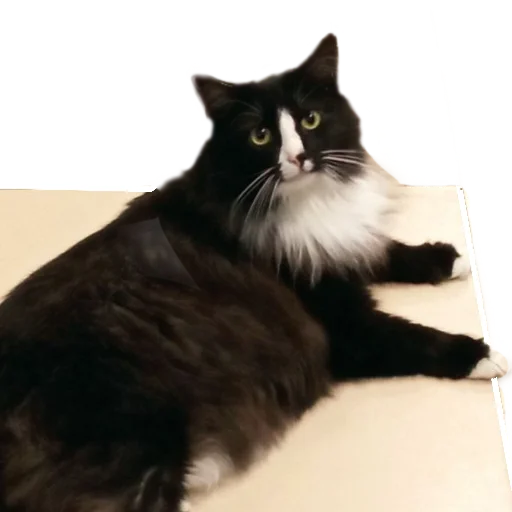 Sticker Koteinya - 1