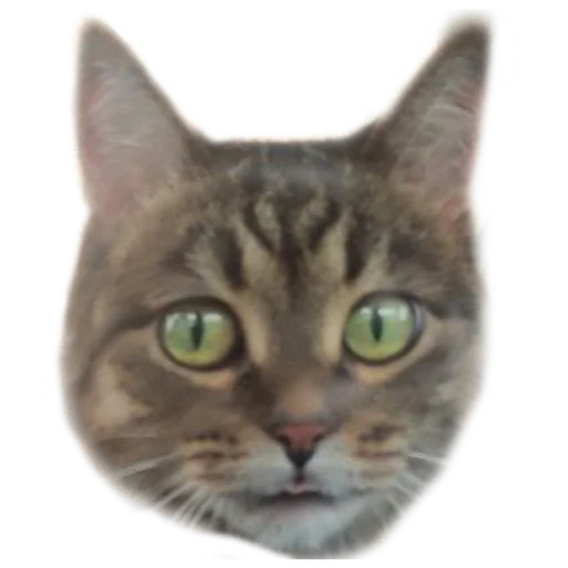 Стикер Koteinya - 1