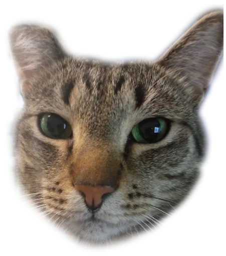 Sticker Koteinya - 1