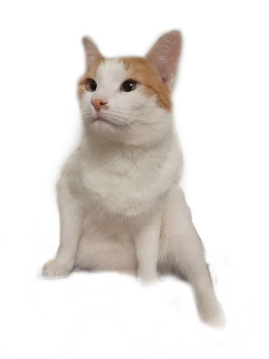 Стикер Koteinya - 1