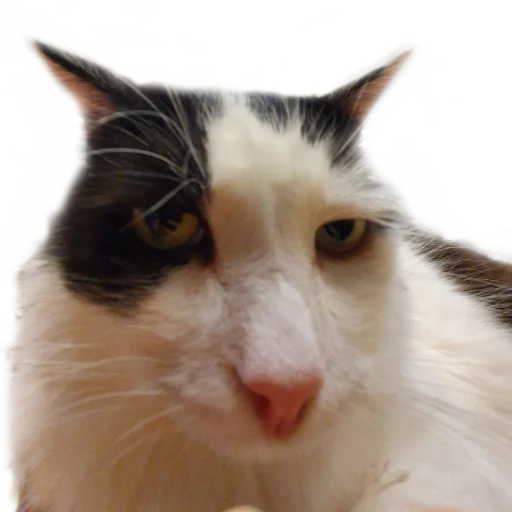 Стикер Koteinya - 1