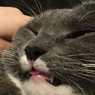 Стикер Котейня - 6