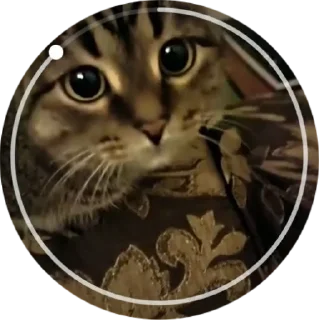 Стикер Котейня - 7