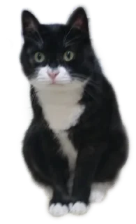 Стикер Котейня - 1