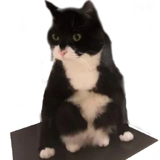 Стикер Котейня - 0