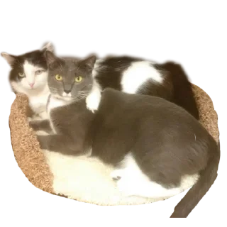 Стикер Котейня - 9