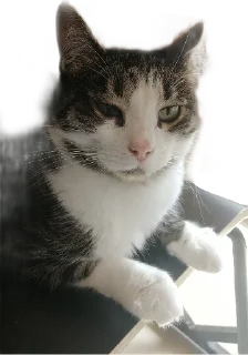 Стикер Котейня - 10