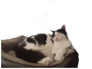 Стикер Котейня - 4