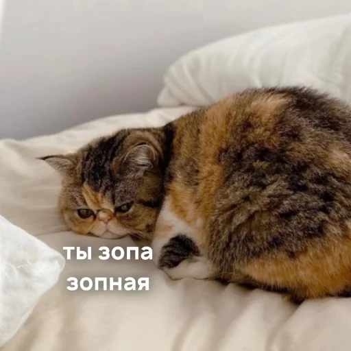 cat mammal domestic cat