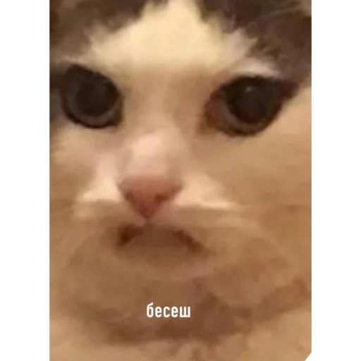 млекопитающее животное кошка