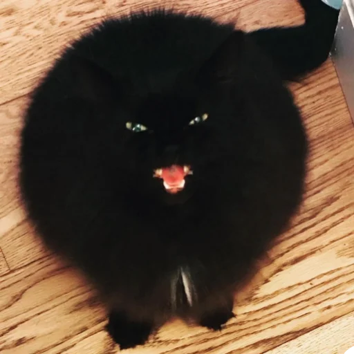 animal black black cat