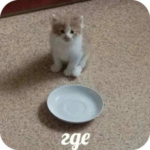 Стикер Koteki401 - 1