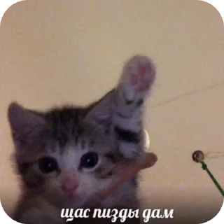 Sticker Котеки @rurirei - 0