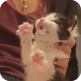 Sticker Котеки @rurirei - 2