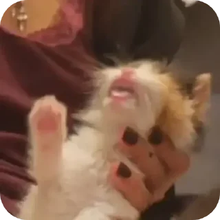 Sticker Котеки @rurirei - 7