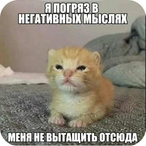СМС млекопитающее животное