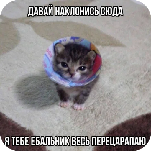 млекопитающее животное кошки малого и среднего размера