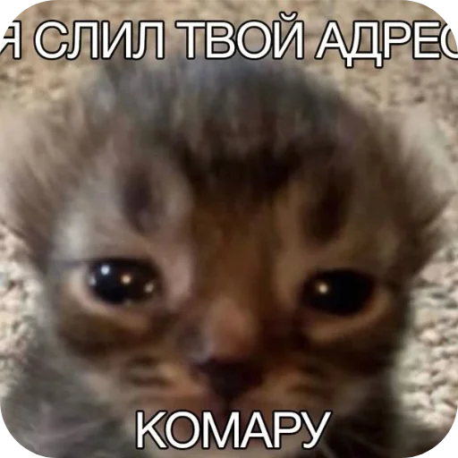 животное млекопитающее кошка